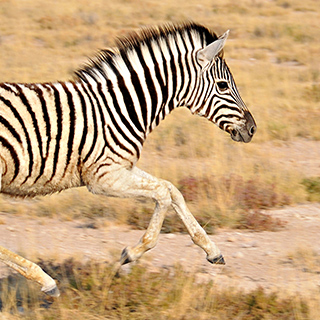Etosha - Young zebra